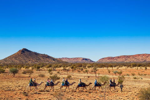 Alice Springs Camel Tour - SA Accommodation 0