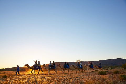 Alice Springs Camel Tour - SA Accommodation 1