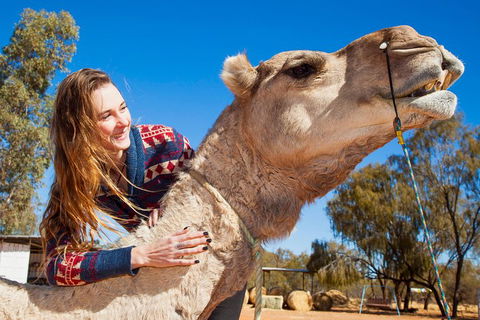 Alice Springs Camel Tour - SA Accommodation 2