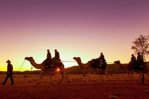Alice Springs Camel Tour - SA Accommodation 4