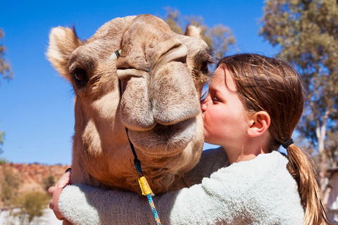 Alice Springs Camel Tour - SA Accommodation 5