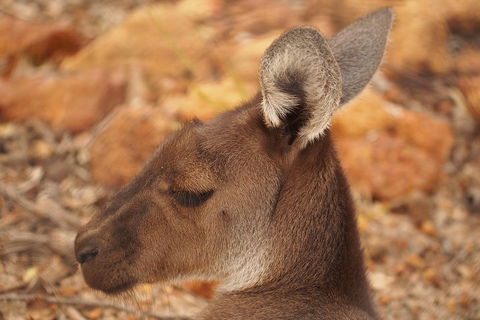 Australian Animals, Seascape And Sunset Photography Tour - SA Accommodation 0