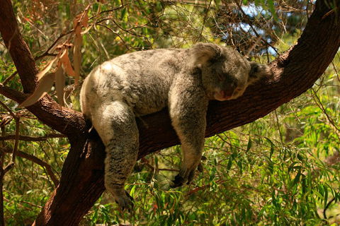 Australian Animals, Seascape And Sunset Photography Tour - SA Accommodation 1