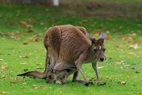 Australian Animals, Seascape And Sunset Photography Tour - SA Accommodation 2