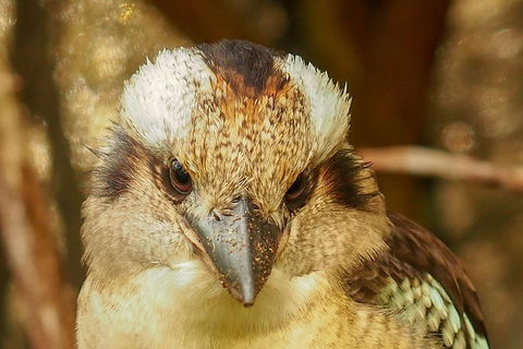 Australian Animals, Seascape And Sunset Photography Tour - SA Accommodation 3
