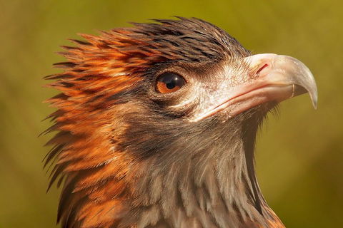 Australian Animals, Seascape And Sunset Photography Tour - SA Accommodation 4