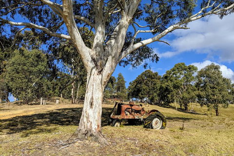 Blue Mountains Private Tour - Wild Kangaroos, Waterfalls And The Three Sisters - SA Accommodation 1