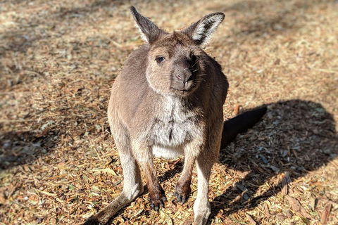 Blue Mountains Private Tour - Wild Kangaroos, Waterfalls And The Three Sisters - SA Accommodation 2