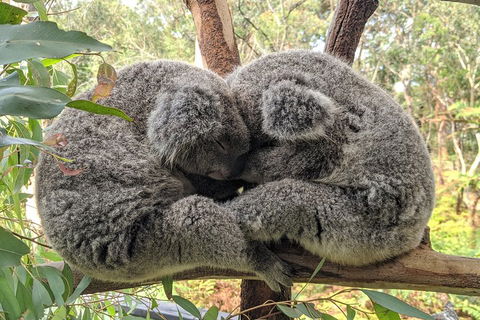 Australian Wildlife & Waterfalls Private Tour With 'Personalised Sydney Tours' - SA Accommodation 2