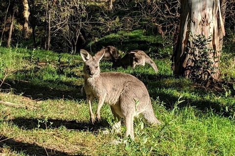 Australian Wildlife & Waterfalls Private Tour With 'Personalised Sydney Tours' - SA Accommodation 3