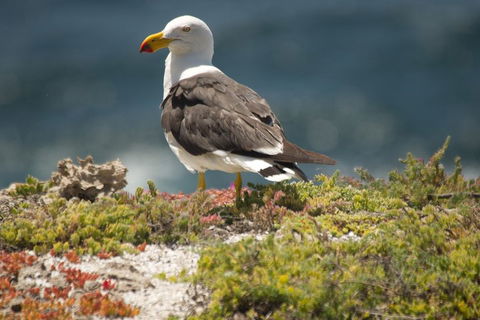 From The Mountains To The Bay - 4 Day Rediscovery Small Group Tour - SA Accommodation 1