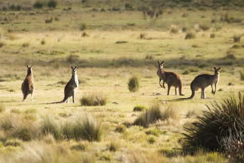 From The Mountains To The Bay - 4 Day Rediscovery Small Group Tour - SA Accommodation 4