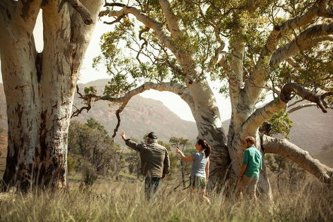 Yura Udnyu - Our Culture, Your Culture (Aboriginal Cultural Walk) - SA Accommodation 5