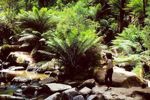 Private Yarra Valley & Dandenong Ranges Hiking Tour From Melbourne - SA Accommodation 2