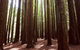 Private Yarra Valley & Dandenong Ranges Hiking Tour From Melbourne - thumb 3