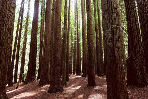 Private Yarra Valley & Dandenong Ranges Hiking Tour From Melbourne - SA Accommodation 3