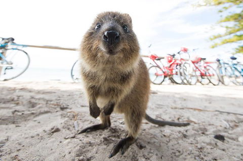 Rottnest Island Round-Trip Ferry From Perth Or Fremantle - SA Accommodation 3