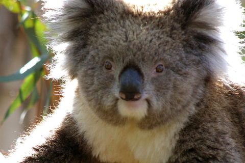 Melbourne Super Saver: Great Ocean Road + Phillip Island + Attraction Pass - SA Accommodation 3