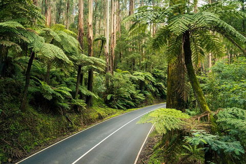 Melbourne Snow Trip To Lake Mountain With Chocolates Visit To A Waterfall - SA Accommodation 2