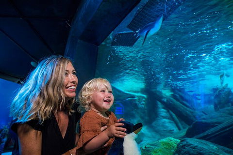 SEA LIFE Sunshine Coast Aquarium Entrance Ticket - SA Accommodation 0