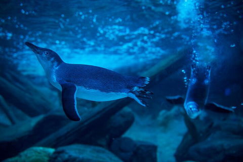 SEA LIFE Sunshine Coast Aquarium Entrance Ticket - SA Accommodation 1
