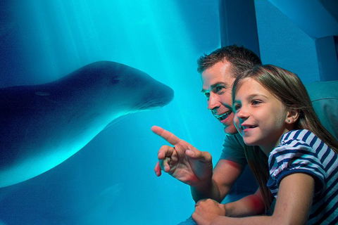 SEA LIFE Sunshine Coast Aquarium Entrance Ticket - SA Accommodation 2