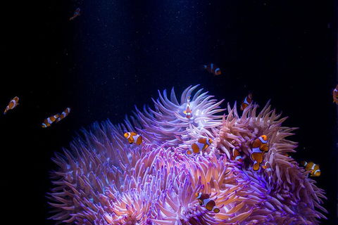 SEA LIFE Sunshine Coast Aquarium Entrance Ticket - SA Accommodation 4