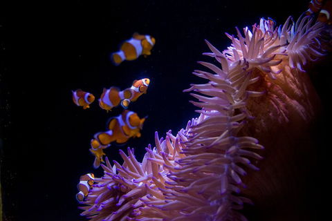 SEA LIFE Sunshine Coast Aquarium Entrance Ticket - SA Accommodation 5
