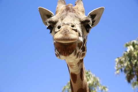 Melbourne Zoo General Entry Ticket - SA Accommodation 2
