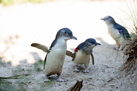 Melbourne Zoo General Entry Ticket - SA Accommodation 5