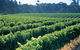 Swan Valley Private Tour - thumb 1