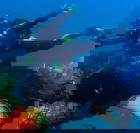Scuba Dive the S.S. Yongala Wreck on the Great Barrier Reef. - SA Accommodation