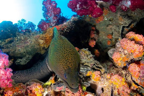Scuba Dive The S.S. Yongala Wreck On The Great Barrier Reef. - SA Accommodation 1