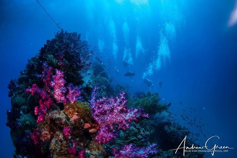 Scuba Dive The S.S. Yongala Wreck On The Great Barrier Reef. - SA Accommodation 2