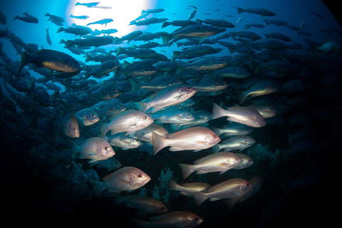 Scuba Dive The S.S. Yongala Wreck On The Great Barrier Reef. - SA Accommodation 4