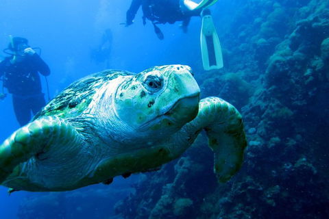Scuba Dive The S.S. Yongala Wreck On The Great Barrier Reef. - SA Accommodation 5