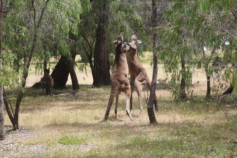 Margaret River Coastal And Wildlife Eco Trip From Busselton Or Dunsborough - SA Accommodation 1