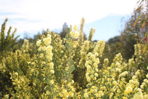 Margaret River Coastal And Wildlife Eco Trip From Busselton Or Dunsborough - SA Accommodation 4